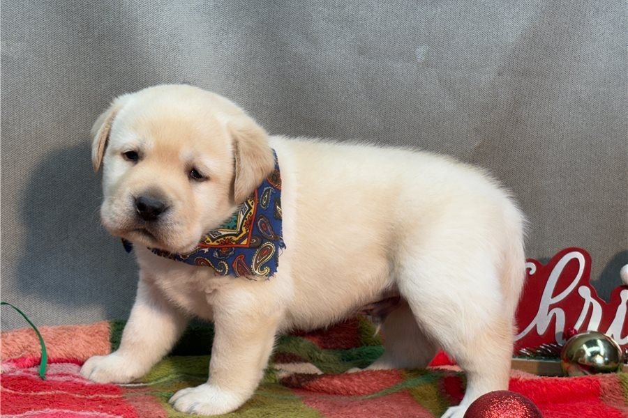 Süße Labrador Welpen mit Papieren