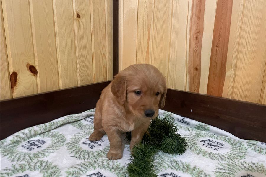 Golden Retriever Welpen suchen Ihre Familie &nbsp;Welpen mit Ahnentafel