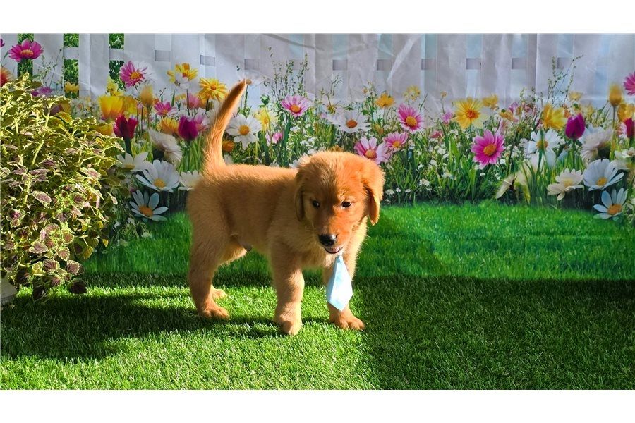 Golden Retriever Welpen suchen Ihre Familie &nbsp;Welpen mit Ahnentafel