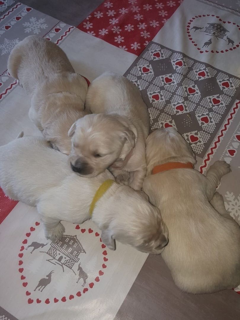 Golden Retriever Welpen suchen Ihre Familie &nbsp;Welpen mit Ahnentafel