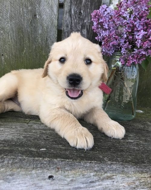 Golden Retriever Welpen suchen Ihre Familie &nbsp;Welpen mit Ahnentafel
