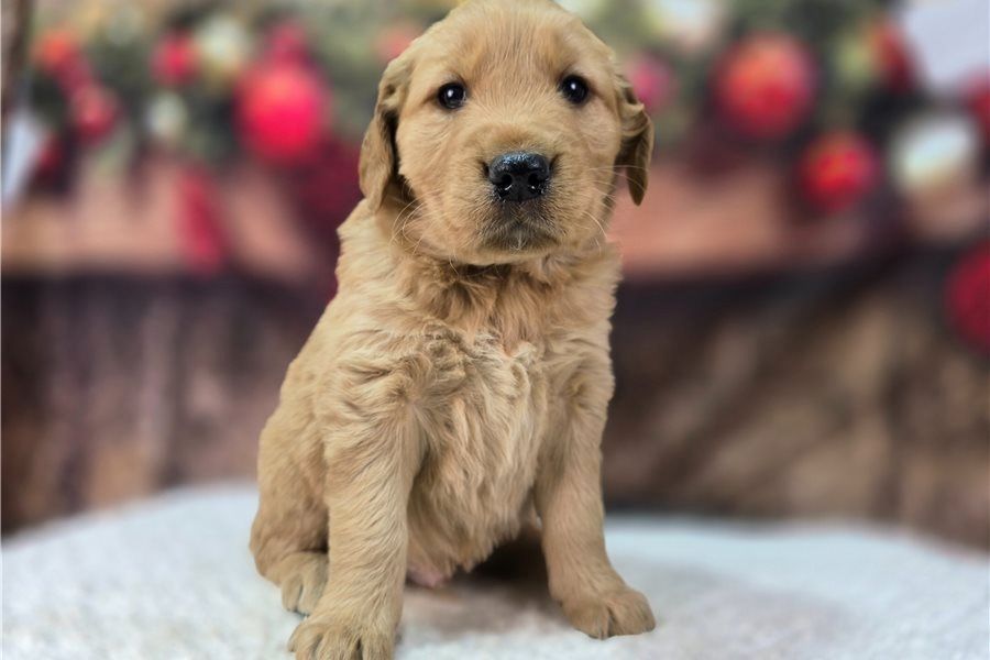 Golden Retriever mit Ahnentafel