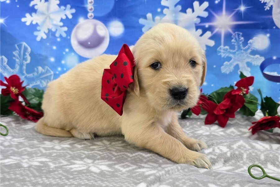 Golden Retriever mit Ahnentafel