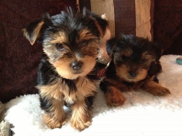 Yorkshire-Terrier-Welpen