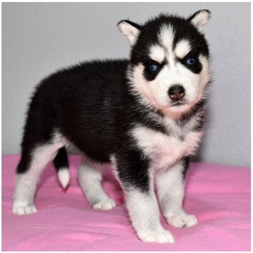 Reinrassige Siberian Husky Welpen mit Blauen und Braunen Augen ein neues und nettes Zuhause.