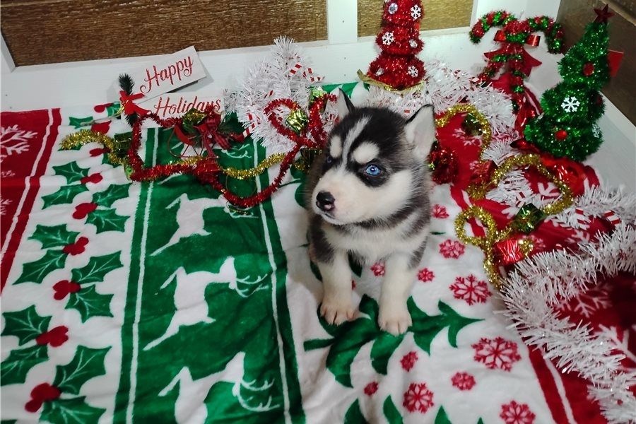 Reinrassige Siberian Husky Welpen