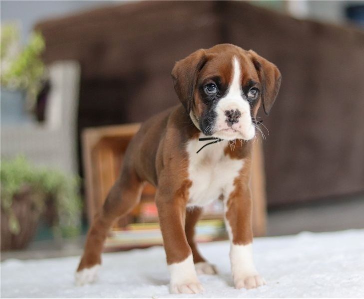 Boxer Welpen suchen ein neues Zuhause