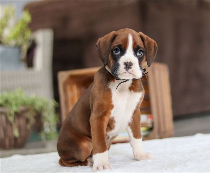Boxer Welpen suchen ein neues Zuhause