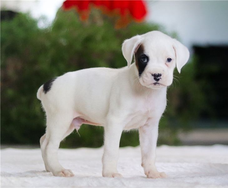 Boxer Welpen
