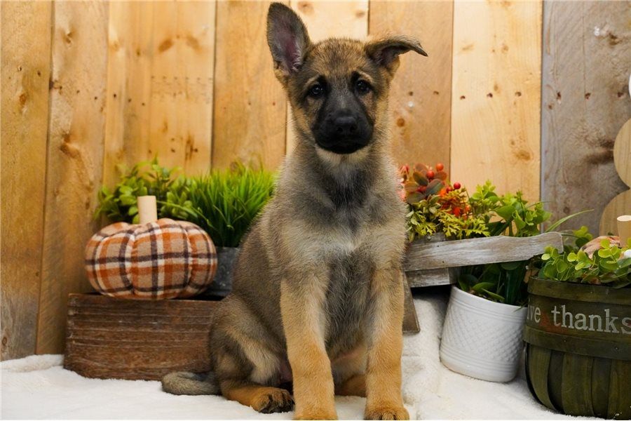 Deutsche Schäferhund Welpen