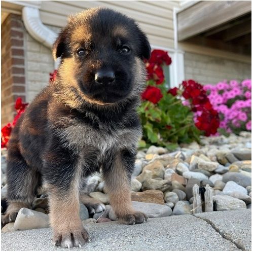 Deutsche Schäferhund Welpen