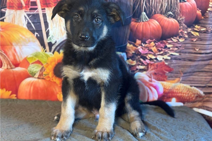Deutsche Schäferhund Welpen