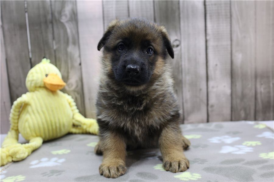 Deutsche Schäferhund Welpen