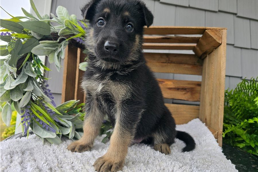 Deutsche Schäferhund Welpen