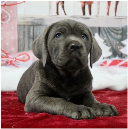 Wunderschöne Blaue cane corso welpen