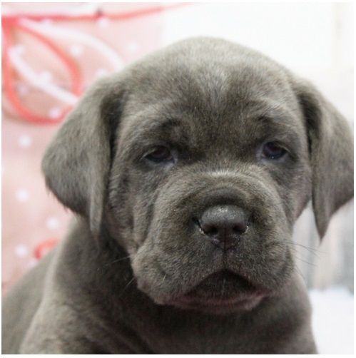 Wunderschöne, cane corso welpen &nbsp;mit Papieren,