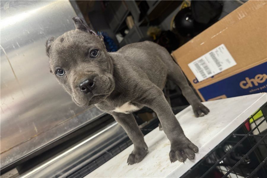 cane corso welpen mit Papieren