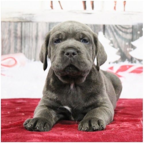 cane corso welpen mit Papieren