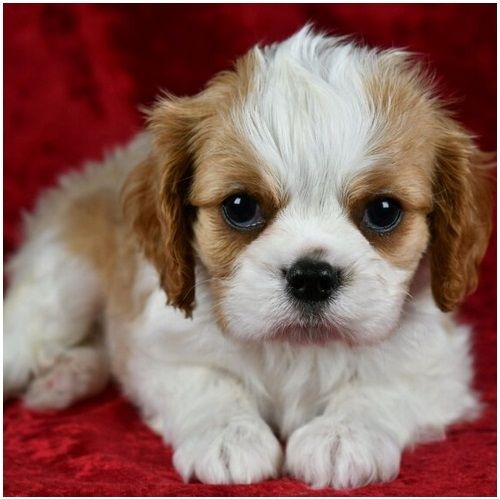 Cavalier King Charles Welpen Rüden und Hündinnen