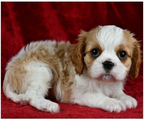 Cavalier King Charles Welpen Rüden und Hündinnen