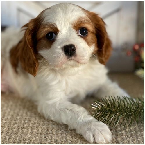 Cavalier King Charles Welpen Rüden und Hündinnen