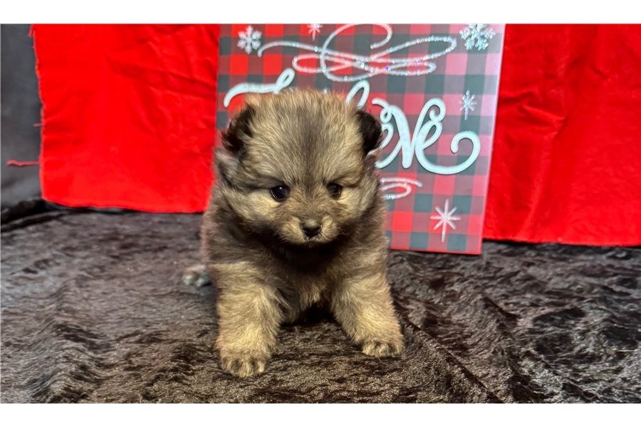 Pomeranian Zwergspitz Boo Welpen