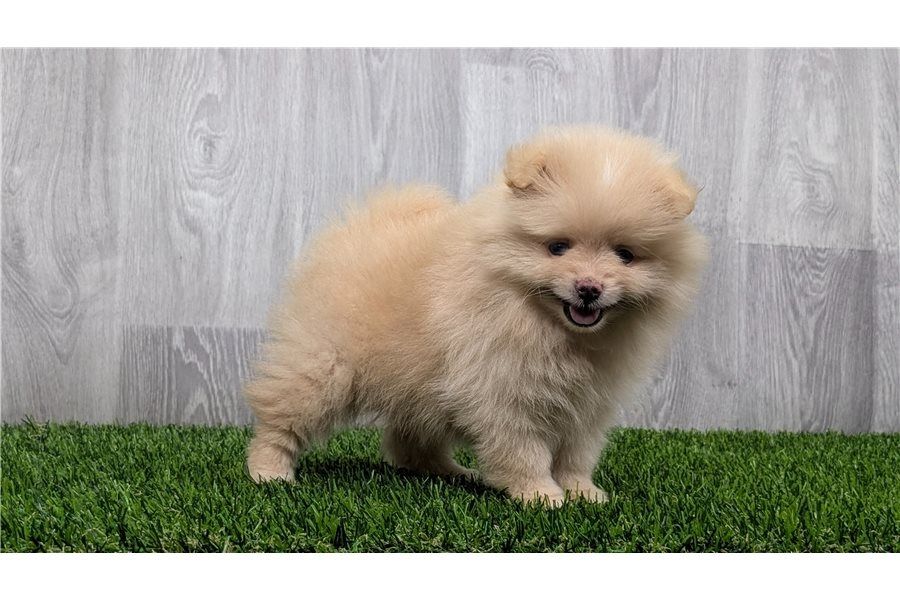 Pomeranian Zwergspitz Boo Welpen&nbsp;