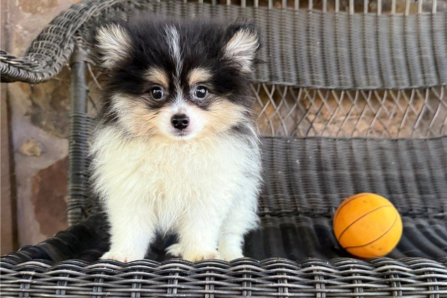 Pomeranian Zwergspitz Boo Welpen