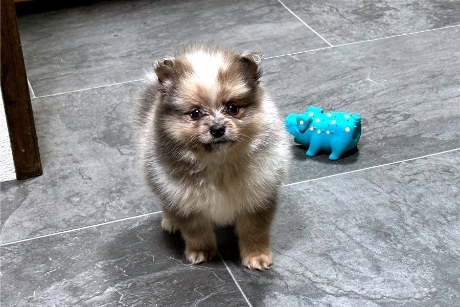 Pomeranian Zwergspitz Boo Welpen