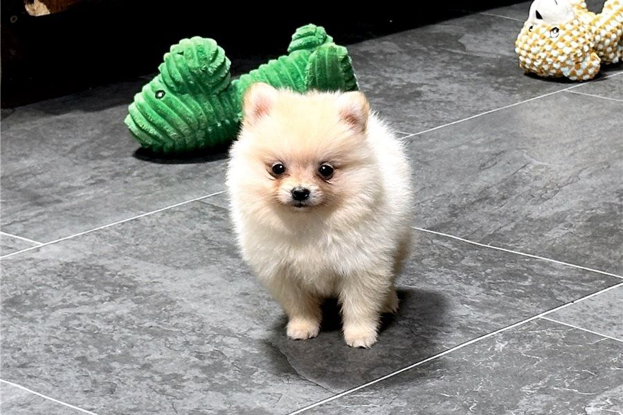 Pomeranian Zwergspitz Boo Welpen