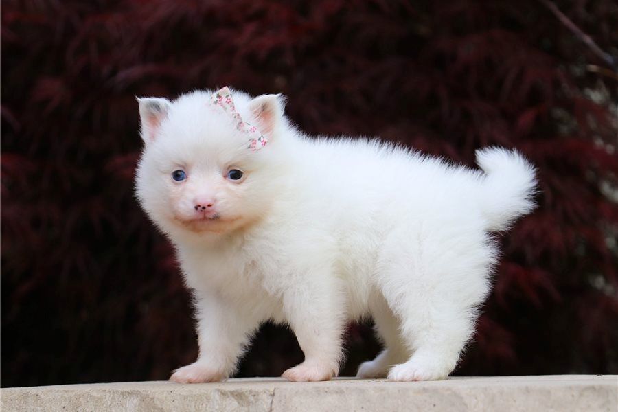 Pomeranian Zwergspitz Boo Welpen