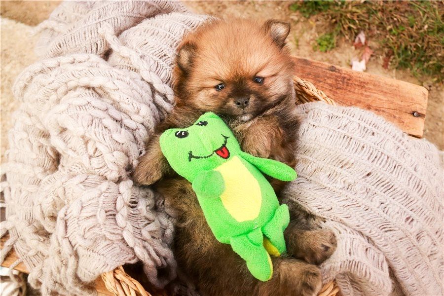 Pomeranian ZwergSpitz Teddy Welpen