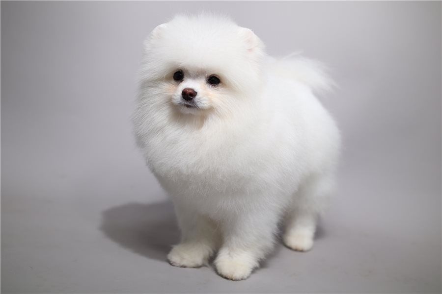 Pomeranian ZwergSpitz Teddy Welpen