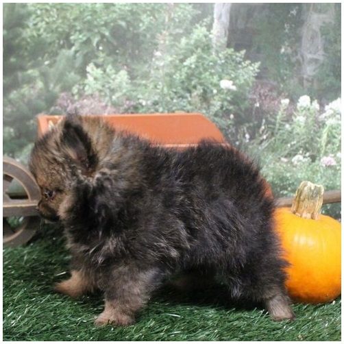 Pomeranian ZwergSpitz Teddy Welpen
