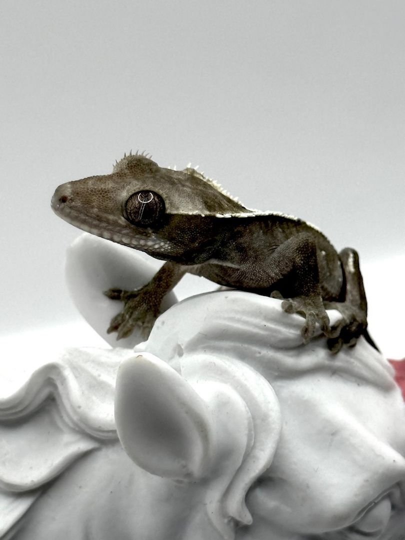 0.0.1 Axanthic Baby