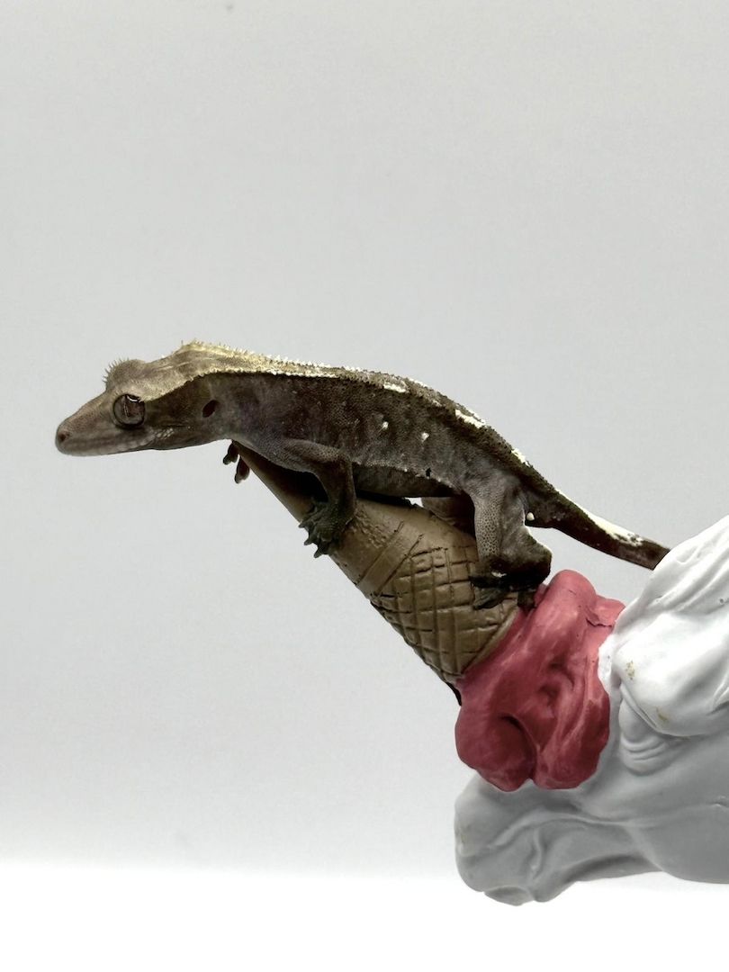 0.0.1 Axanthic Baby