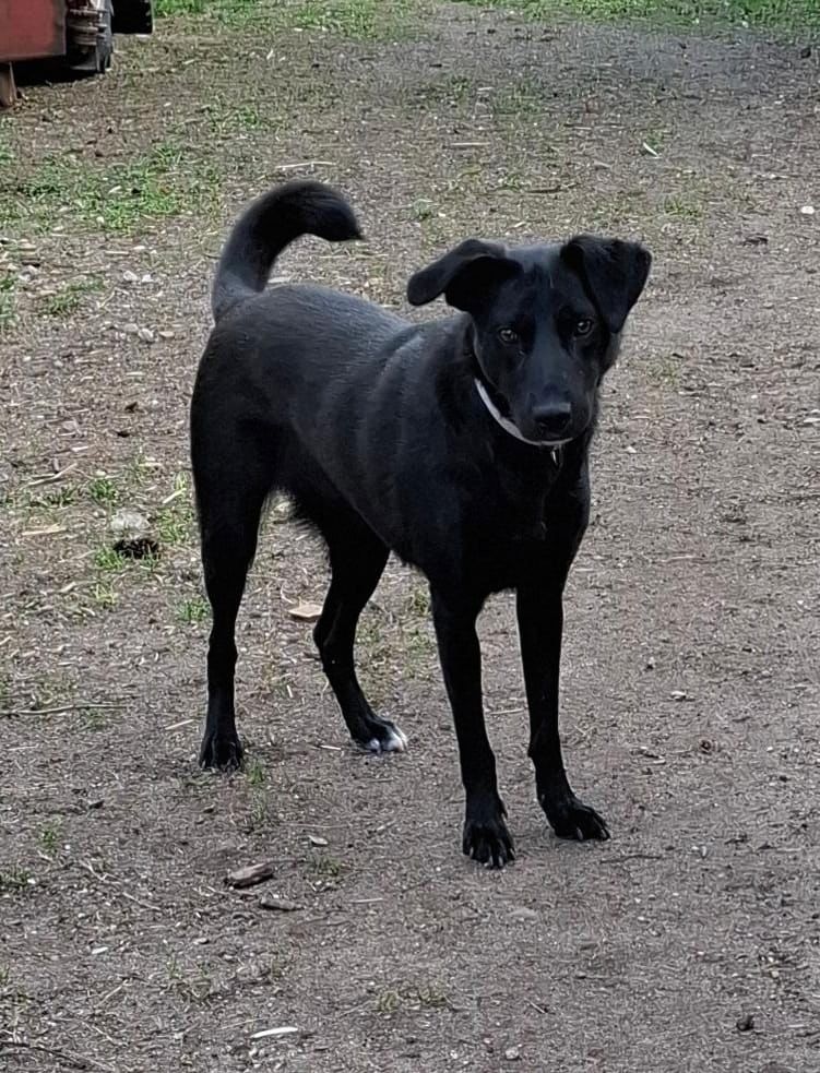 Mira-Junge Labrador-Mix-Hündin sucht einfühlsame Menschen zum Durchstarten