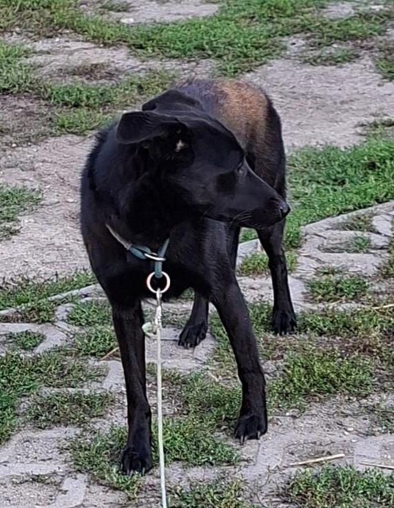 Mira-Junge Labrador-Mix-Hündin sucht einfühlsame Menschen zum Durchstarten