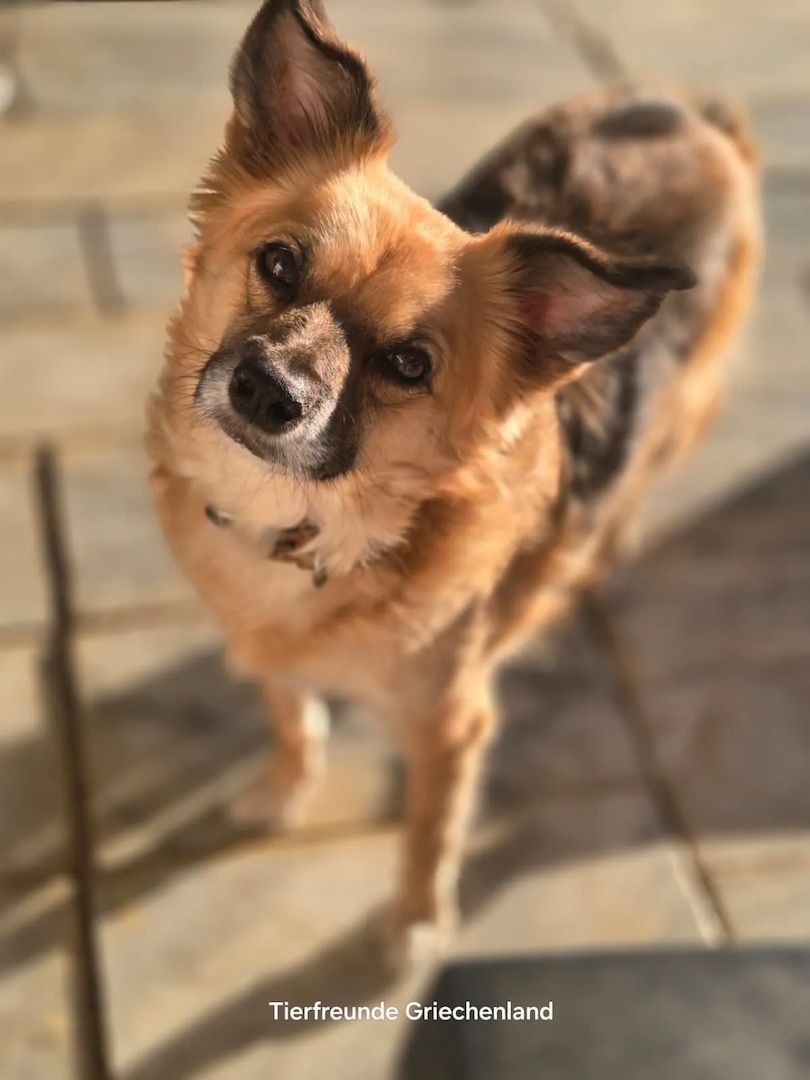 Polly (Bald auf Pflegestelle in Deutschland)