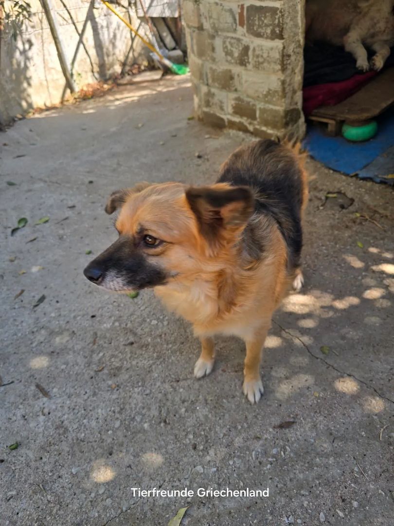 Polly (Bald auf Pflegestelle in Deutschland)