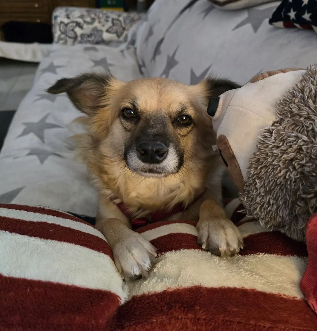 Polly (Bald auf Pflegestelle in Deutschland)