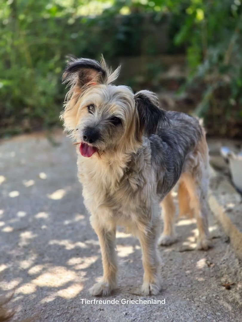 Lotti (Bald auf Pflegestelle in Deutschland)