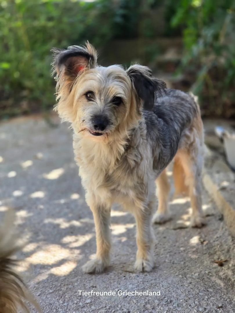 Lotti (Bald auf Pflegestelle in Deutschland)