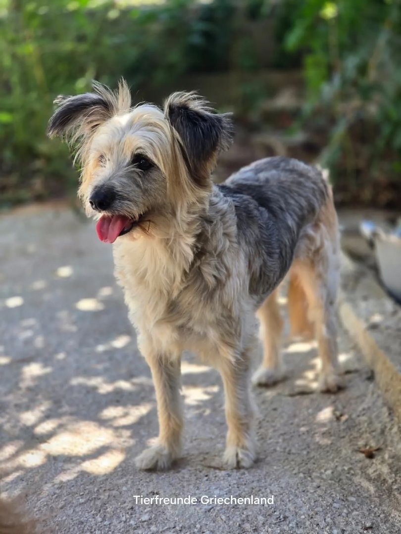 Lotti (Bald auf Pflegestelle in Deutschland)