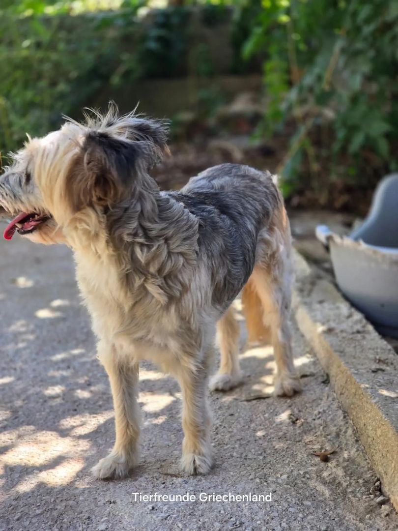 Lotti (Bald auf Pflegestelle in Deutschland)