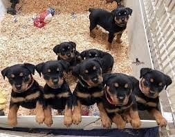 Rottweilerwelpen