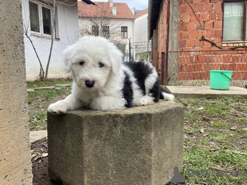 Bobtail-Welpen. WhatsApp: +44 7469 456352