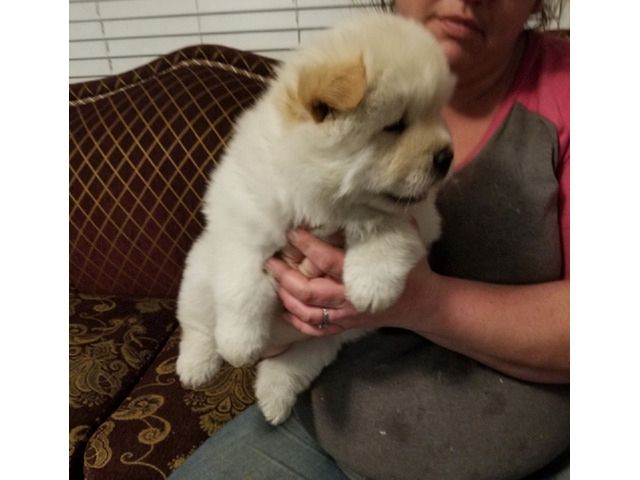Chow-Chow-Welpen