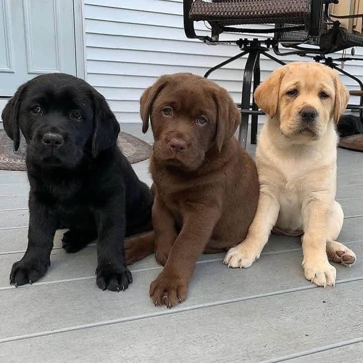 Labrador-Retriever-Welpen verfügbar.