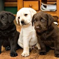 Labrador-Retriever-Welpen verfügbar.